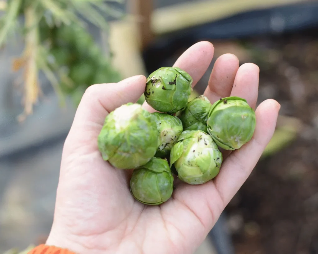 Brussels Sprouts in hand