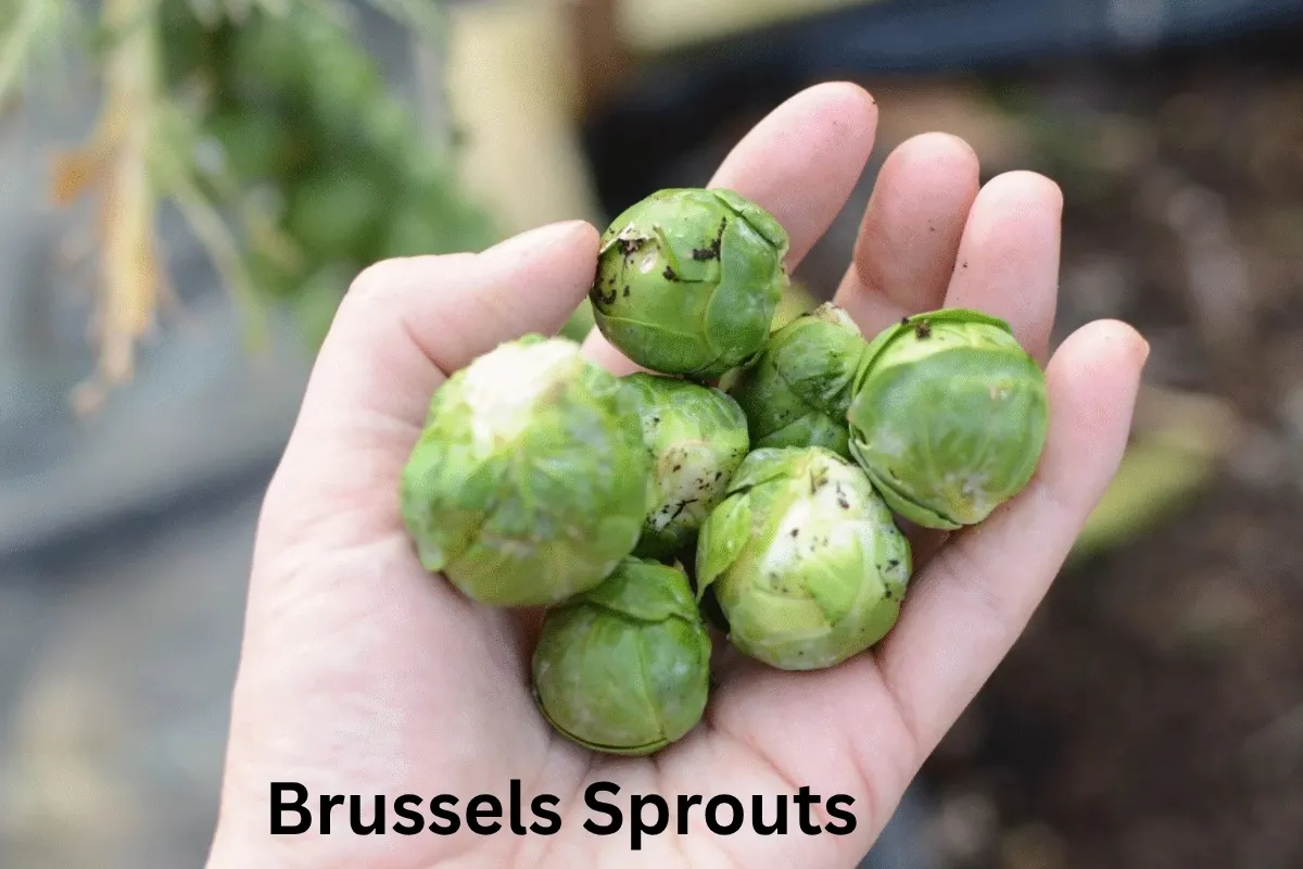 Fresh Brussels Sprouts